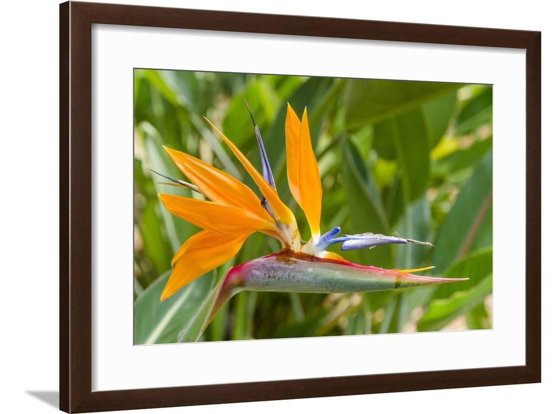 Bird Of Paradise In Na Aina Kai Botanical Gardens And Sculpture