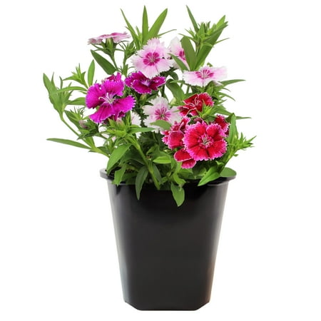 Expert Gardener 2QT Dianthus Live Plant Sun
