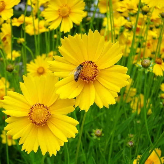 Outsidepride Lance-leaved Coreopsis Seed - 1/4 LB