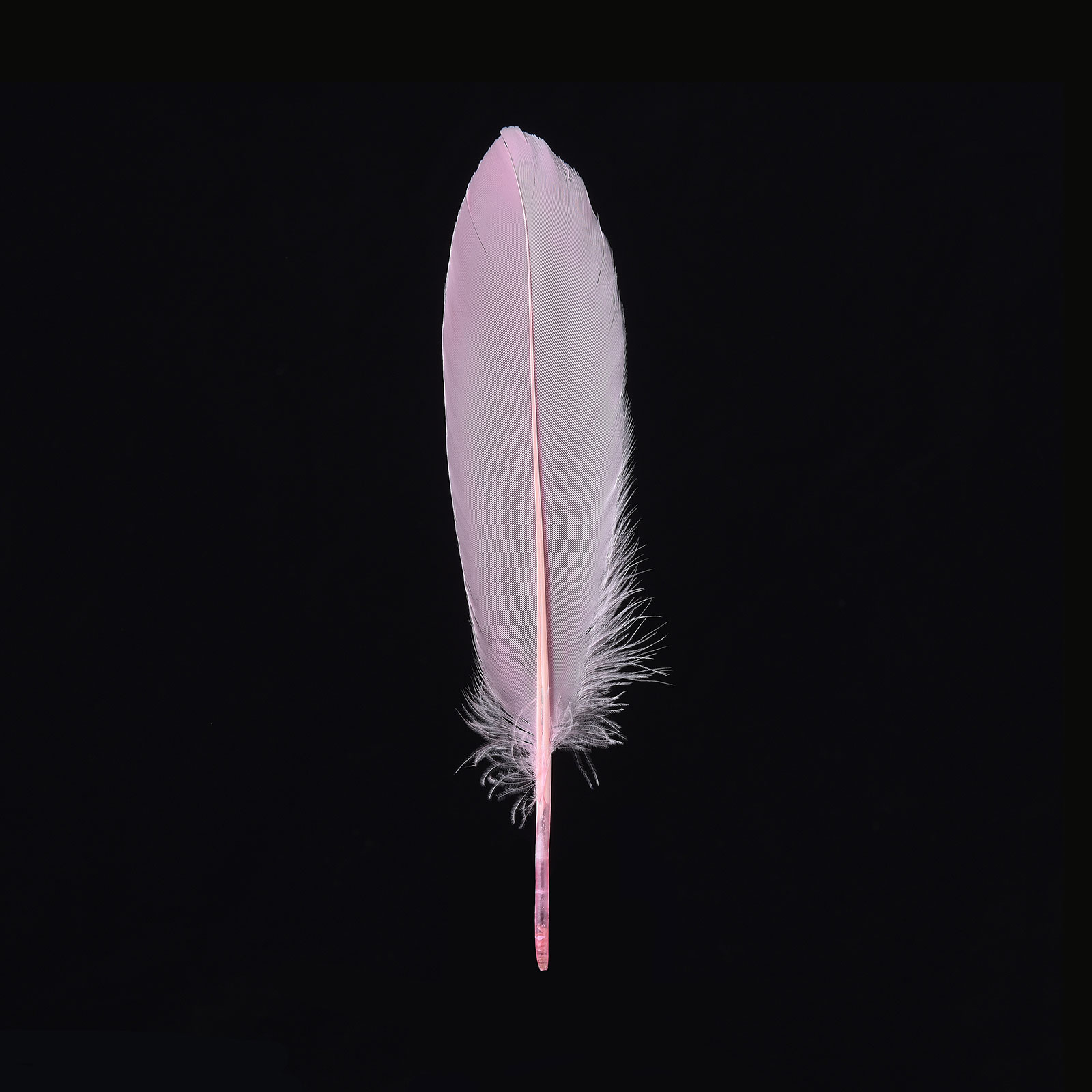Doolland 50 Pcs Pink Feathers 5.9-7.8 inch(15-20cm) Bulk for DIY Wedding  Party Centerpieces, Easter, Gatsby Decorations Feather Supplies Jewelry