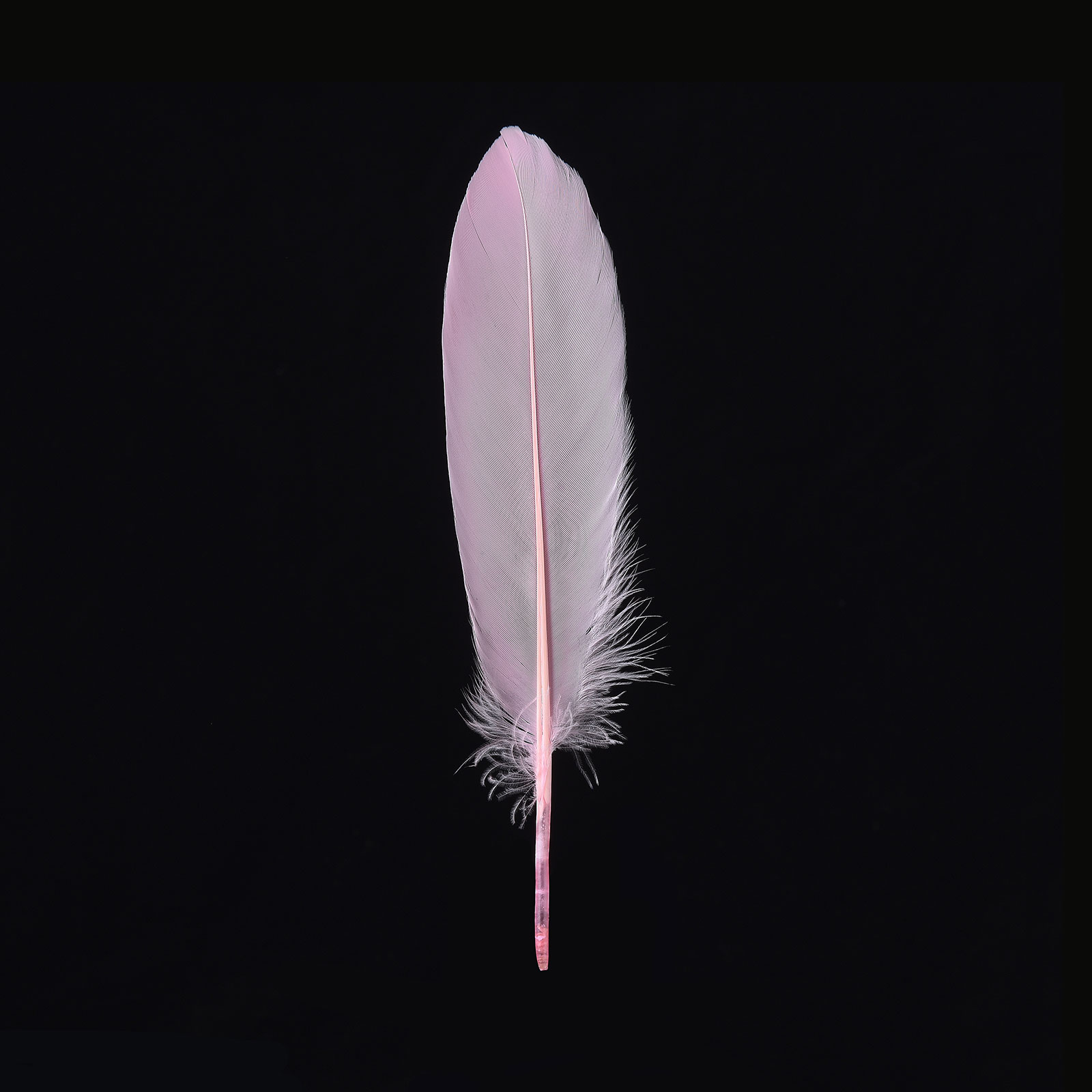 Doolland 50 Pcs Pink Feathers 5.9-7.8 inch(15-20cm) Bulk for DIY Wedding  Party Centerpieces, Easter, Gatsby Decorations Feather Supplies Jewelry  Making 