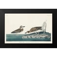 thumbnail image 2 of Audubon, John James 14x10 Black Modern Framed Museum Art Print Titled - Wilsons Plover, 2 of 5