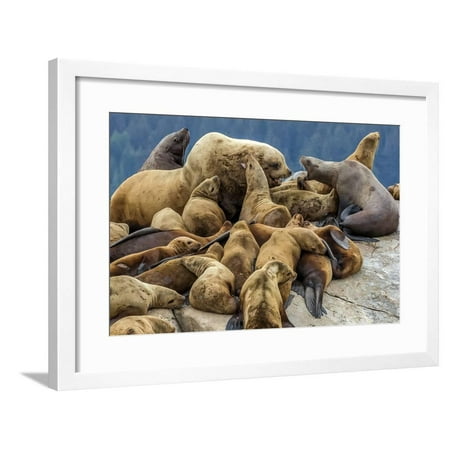 Preserved Sea Fan Steller sea lions, Glacier Bay National Park and Preserve, Alaska Framed Print Wall Art By Art Wolfe ()