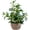 Green Ficus Plant 18.8" H, variant on Artificial Plants Decor Greenery Indoor Potted Plant With Rustic Black Clay Planter For Home Farmhouse Room Bathroom Bedroom Kitchen Office Table