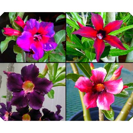 Desert Rose,Drought Tolerant,Picotee Healthy (Desert Rose for Planting) Continuously, Simple Planting,Desert Rose For Sale