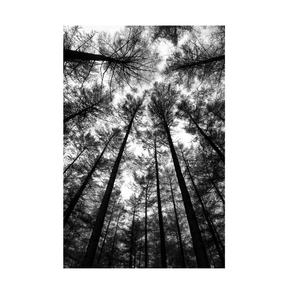 Canvas Wall Art - Tom Quartermaine 'BW Forest Portrait Original' Wall Art for Living Room, Bedroom, or Office Décor by Trademark Fine Art - 12 x 19 Inches