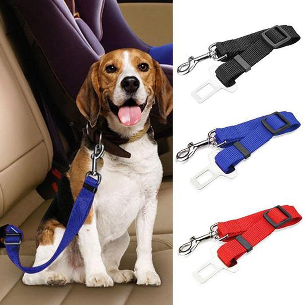 small dog leashes