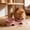 Pink, variant on Cififendec Ergonomic Elevated Pet Bowl, 12"×5.71", Neck-Protective Double Feeder with Non-Slip Base, Food and Water Bowl Set for Indoor Cats and Small Dogs, Blue