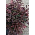 thumbnail image 3 of Loropetalum Ruby  1 Extra Large 3 Gallon Plant  Loropetalum Chinense 'Ruby'  Vibrant Garden Addition  Easy-Grow Foliage, 3 of 8