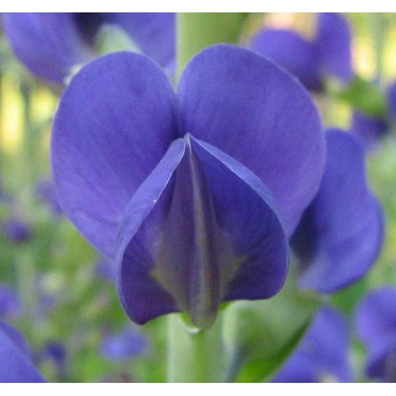 Blue Wild Indigo Baptisia australis Meadow Wildflowers Premium Seeds for Planting