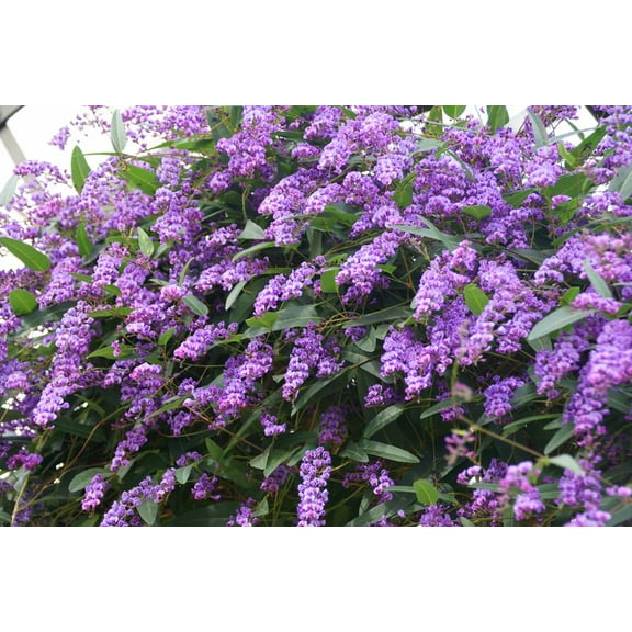 Climbing Coral Pea Vine Seeds for Planting (10 Seeds) - Hardenbergia violacea 'Climbing Form'