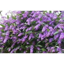 Climbing Coral Pea Vine Seeds for Planting (10 Seeds) - Hardenbergia violacea 'Climbing Form'