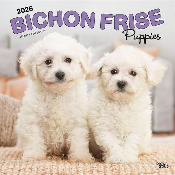 Bichon Frise Puppies | 2026 12x24" (Hanging) Square Wall Calendar | Plastic-Free