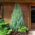 Skyrocket Juniper 3 Live Gallon Size Trees Juniperus Scopulorum Drought