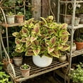 thumbnail image 4 of Artificial Perilla Available In Multiple Colors PerfectS For Home Interior Decoration Artificial Leaves And Background Wall Landscaping, 4 of 6