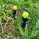 thumbnail image 2 of 2 farolas antiguas de imitación de hadas para jardín, paisaje en miniatura, n. degree 12, 2 of 9