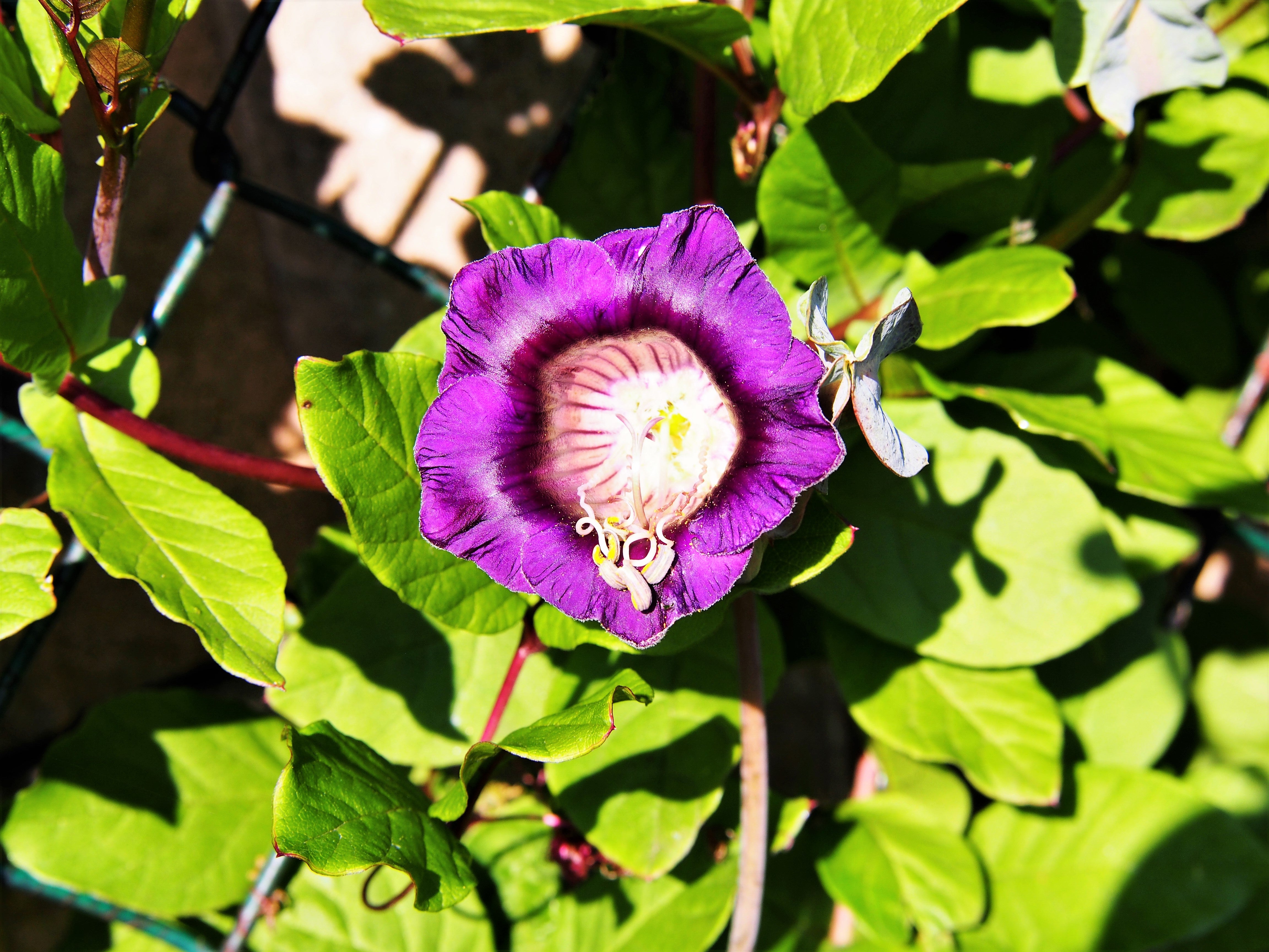 5 CUP & SAUCER VINE Cathedral Bells Cobaea Scandens Climber Purple Hummingbird Flower Seeds - image 5 of 10