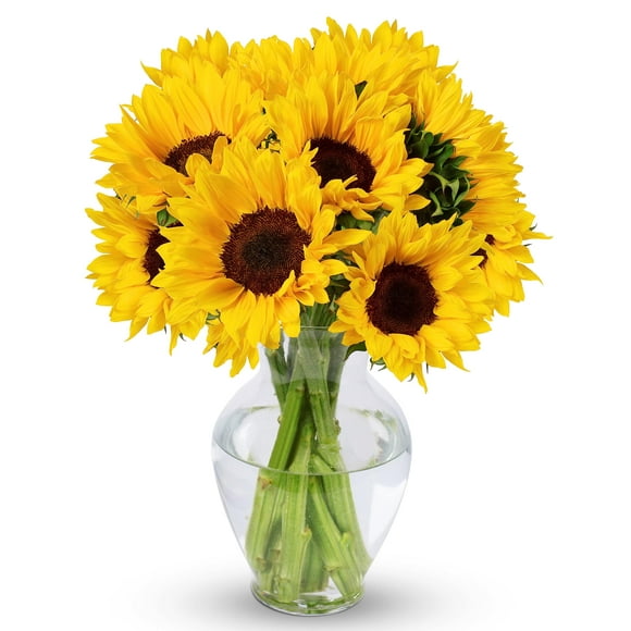 BENCHMARK BOUQUETS - 10 Tournesols Tiges (Vase en Verre Inclus), Livraison le Lendemain, Cadeau Fleurs Fraîches pour Anniversaire, Fête, Rétablissement, Sympathie, Remise des Diplômes, Félicitations, Merci