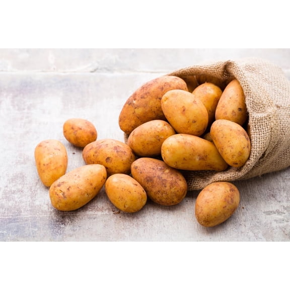 Russet Seed Potatos for Planting - Easy to Grow (5 Pounds)