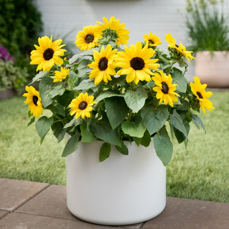 Free Shipping! Sunfinity¬Æ 2.5QT Yellow Sunflower Annual