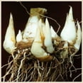Tuberose bulbs for planting Tuberose flower plant Tuberose flower bulbs