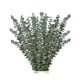 thumbnail image 1 of 20 plantas de eucalipto JINMJMXG Verde natural 17 pulgadas, 1 of 5