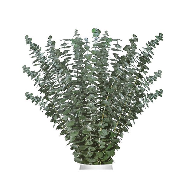 20 plantas de eucalipto JINMJMXG Verde natural 17 pulgadas