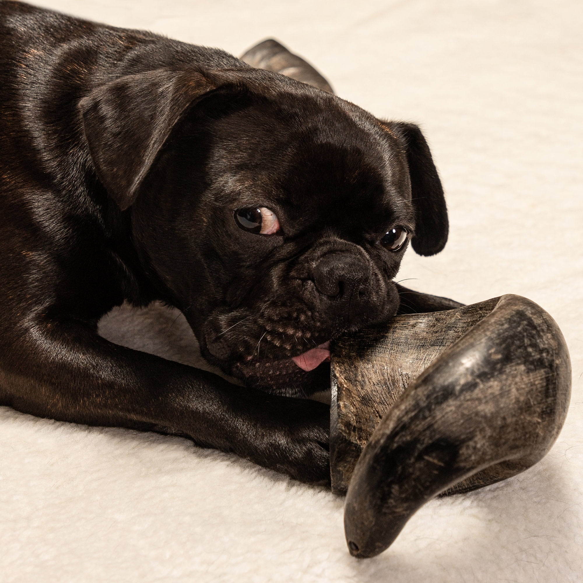 Mossy Oak: Water Buffalo Horn - Large - Dog Chew, Long Lasting Pet Treat, Natural & Preservative Free, Promotes Dental Health, Aggressive Chewers