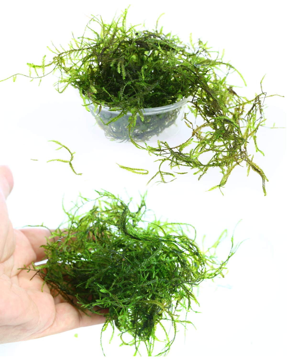 Live Aquarium Plants JAVA Moss for Freshwater Fish Tank Decorations use