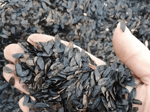 A variety of rare-colored hosta seeds are available. A precious perennial flower. Easy to cultivate, requiring minimal care, suitable for both outdoor gardens and indoor planting.