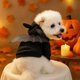 thumbnail image 4 of Disfraz De Halloween Para Mascotas: Sudadera Con Capucha De Murciélago Para Perros Y Gatos. Ropa Bonita Y Cálida De Poliéster Para Interiores, Exteriores, Cosplay Y Fiestas., 4 of 4