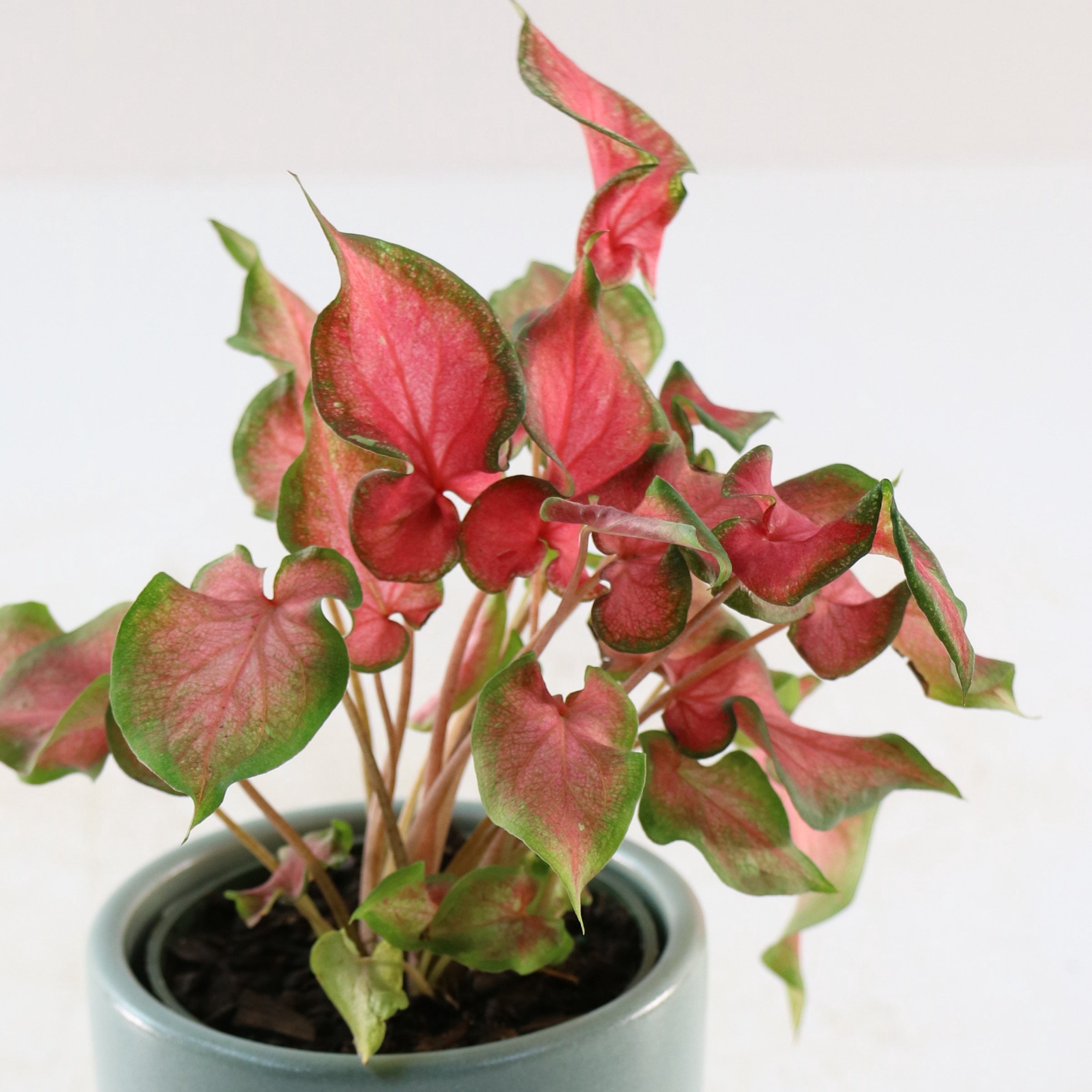 4 in. Caladium Fairytale Princess Plant in Grower Container (3-Pack)
