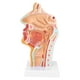 thumbnail image 4 of Anatomía de la garganta de la cavidad nasal, herramientas de enseñanza de la cavidad oral nasal humana modelo anatómico funcionalidad de alta precisión, 4 of 8