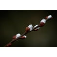 thumbnail image 2 of Cseresnjes, Anna 32x22 White Modern Wood Framed Museum Art Print Titled - Early spring, 2 of 4