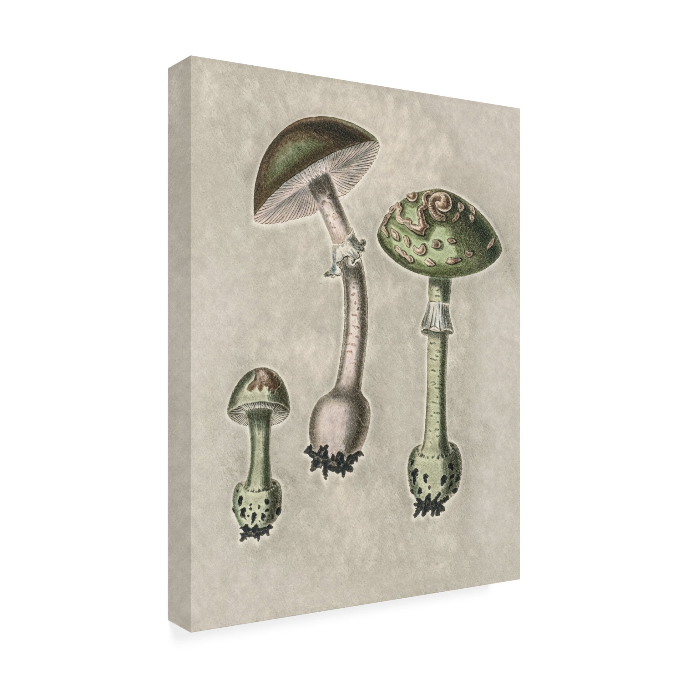 Trademark Fine Art Pictufy   Amanita Muscaria Remix Green Canvas Wall Art
