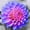 B, variant on Dahlia, Low Maintenance - Easy Grow - Ideal for Beds Borders, Plant Pots & Planters