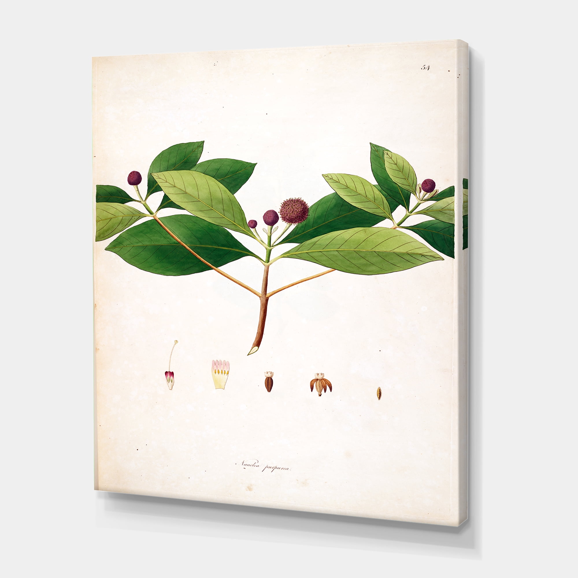 Designart ' Ancient London Plants X ' Farmhouse Canvas Wall Art Print