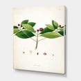 thumbnail image 3 of Designart ' Ancient London Plants X ' Farmhouse Canvas Wall Art Print, 3 of 4