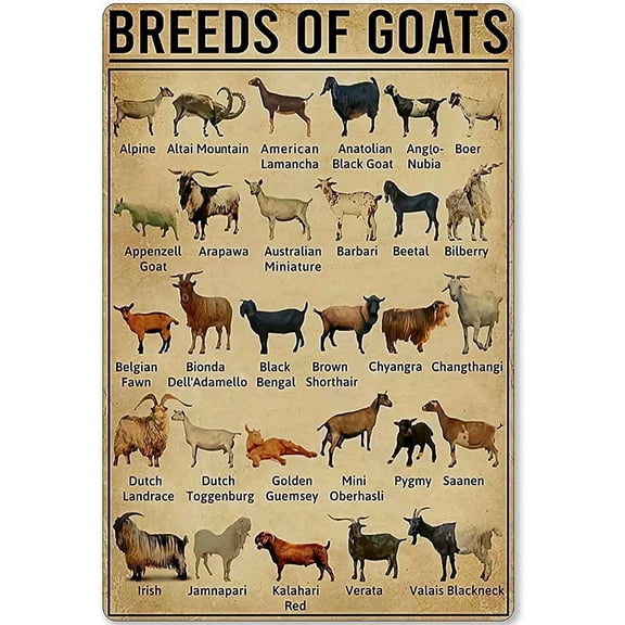 Vintage Goat Breeds Knowledge Metal Tin Sign, Educational Wall Art Decor, 8 x 12 Inch