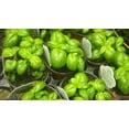 thumbnail image 4 of Genovese Sweet Basil Seeds/ Annual/ Full Sun/ 270K Seeds 1lb/ Zellajake Farm and Garden - B13, 4 of 6