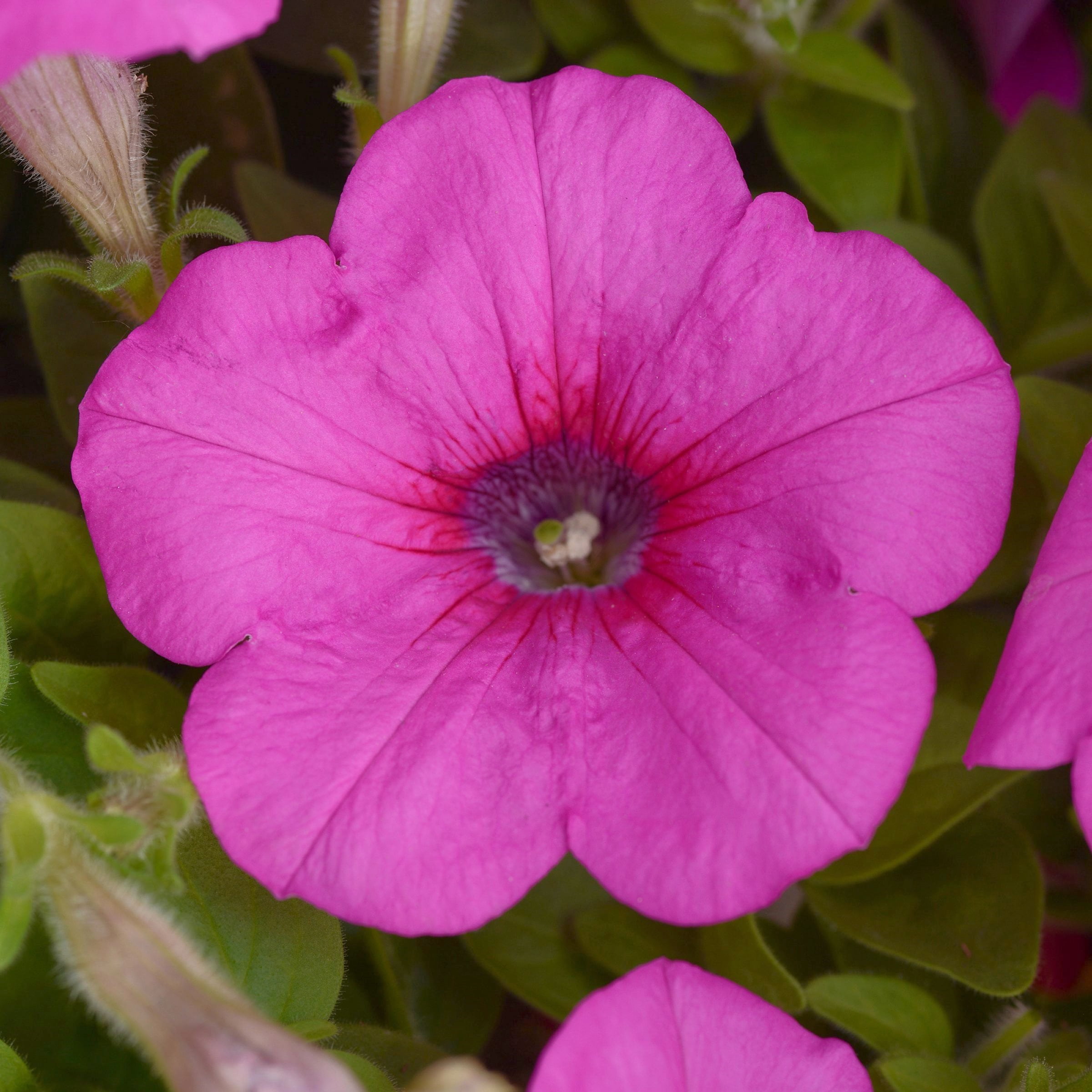 2.5 in. Petunia Easy Wave Neon Rose Petunia Live Annual Plant with Pink Flowers (6-Pack)