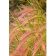 thumbnail image 4 of 40 SQUIRREL TAIL Barley GRASS (Foxtail Barley) Hordeum Jubatum Ornamental Seeds, 4 of 10