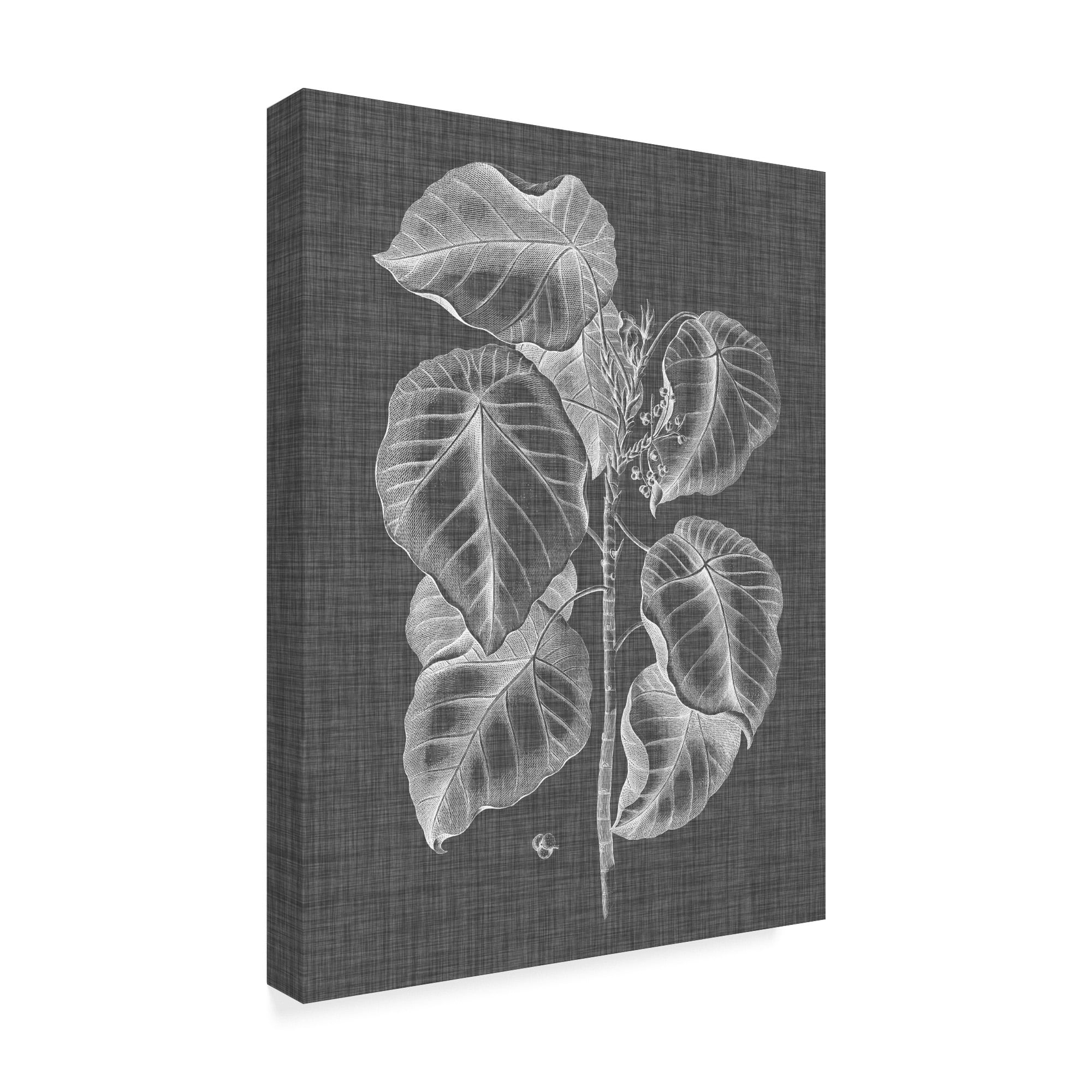 Trademark Fine Art 'Graphic Foliage IV' Canvas Art by Vision Studio