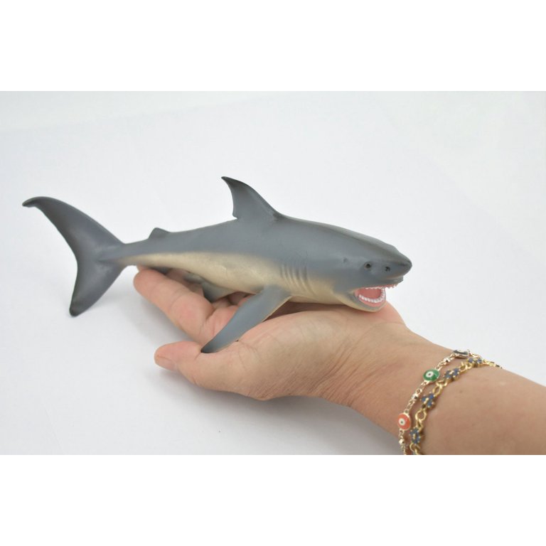 リトルシャーク Shark, Great White, Carcharodon carcharias, Museum Quality