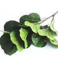 thumbnail image 3 of Greenadscape Rama De Ficus Hance Verde Para Adorno De Casa Sin Olor Ideal Para Interior, 3 of 8