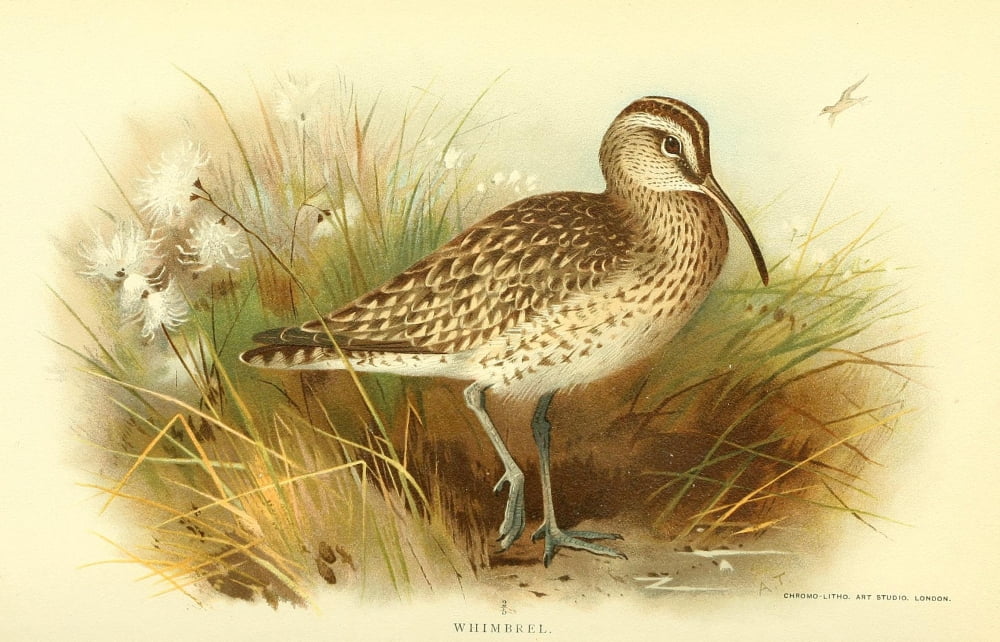 Birds Of The Britis