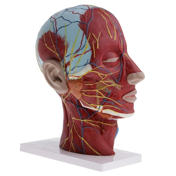 Cabeza Anatómica Modelo Neurovascular Superficial Yotijar con Vasos Del Cuello Sección Del Plano Sagital Estatua de cuello de cabeza humana