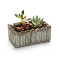 thumbnail image 1 of 2 in. Live Succulent Gift Set - Two Plants, 1 of 1