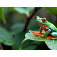 thumbnail image 4 of Vibrant Frog Themed Backdrop Banner Nature Inspired Decorations for Party Photography Props Jungle Themed Events Animal Lovers Gatherings, 4 of 8