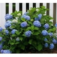 thumbnail image 2 of ( 1 ) - Nikko Blue Mophead Hydrangea - Starter Plant ( 8m ) ( 1 live plant ), 2 of 4